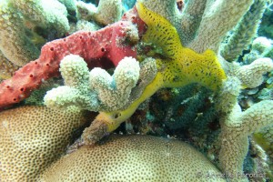 Malendure - îlet Pigeon     